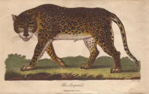 Ebenezer Sibly Prints Drucke: Leopard, Panthera pardus