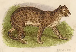 Panthera Pardus Image Drucke: Leopard Profile View