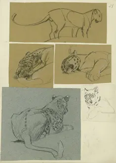Löwenerforschung