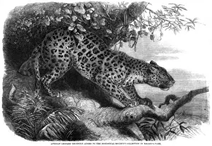 Wild Cat Images Drucke: Leopard up a Tree