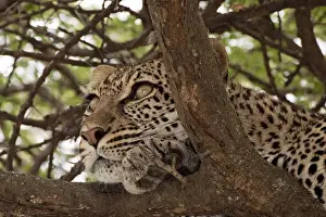 Leopard In Tree Drucke: Leopard - in a tree looking for prey