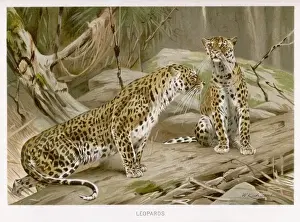 Leopard Conservation Images Drucke: Two Leopards (Kuhnert)