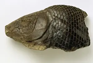 Mesozoic Era Animals Drucke: Lepidotes sp. wealden fish