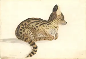 Captain Cook Second Voyage Drucke: Leptailurus serval, serval