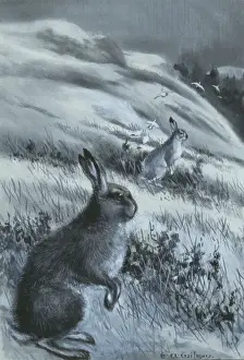 Lepus timidus, arktischer Hase
