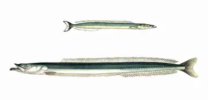Drucke von Kleiner Lance und großer Lance oder Brechschwanz, beide als Ammodytes tobianus klassifiziert; auch bekannt als Sandaale und Sandschilder da sie sich im Sand graben. Datum: 1864 Sandaal Drucke: Kleiner Lance und großer Lance