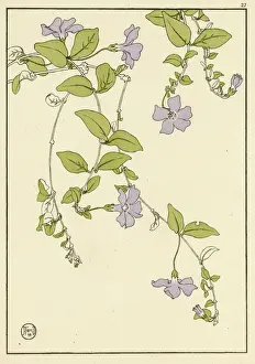 Botanisch Drucke: Kleiner Blaugrauweinblume
