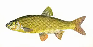 Victorian Fish Species Drucke: Leuciscus idus, or Ide