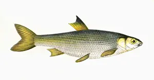 Victorian Fish Species Drucke: Leuciscus leuciscus, or Common Dace