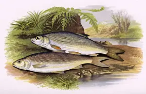 Victorian Fish Species Drucke: Leuciscus leuciscus, or Graining and Dace