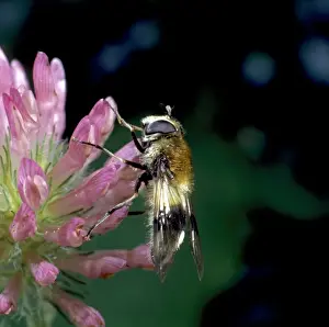 Nectar Feeding Insects Drucke: Leucozona lucorum L. hoverfly