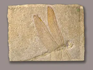 Drucke von Fossildrachenfliege aus dem Späten Jura (15 Millionen Jahre alt), Deutschland. Ausgestellt im 'Von Anfang an', Galerie 63, Erde-Galerien des Naturhistorischen Museums in London Odonata Drucke: Libellenart Libellulium longialata, Drachenfalter