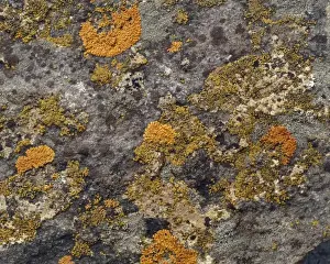 Symbiotic Relationships In Nature Drucke: Lichens