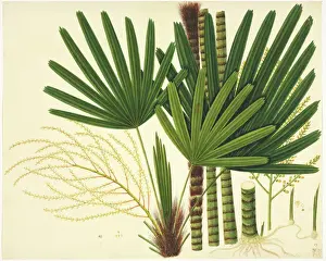 Lizalua Spalt