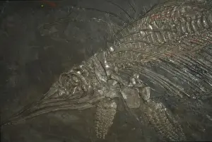 Natural History Museum Exhibits Drucke: Life Galleries
