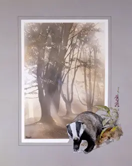 Malcolm Greensmith Artist Drucke: Light through the trees with Badger border