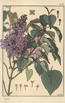 Drucke von Blumenstudium Lilien... Lithografie mit Pochoir-Handfarbe von Eugen Grasset: Pflanzen und ihre Anwendung auf das Dekorieren (Plants and Their Application to Decoration), Paris, 1897 Botanische Drucke: Blumenbiologische Studie zu Lilien