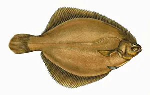Drucke von Limanda limanda oder Gemeiner Flounder, eine Art von Plattenfisch; Datum: 1864 Plattfisch Drucke: Limande Limande oder Gemeiner Froschkopf