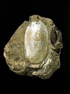 Mesozoic Era Animals Drucke: Lingula beani, brachiopod
