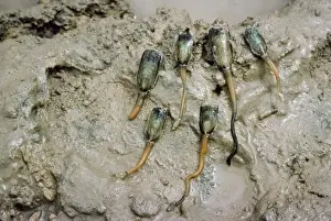 Invertebrate Animal Drucke: Lingula sp. brachiopod
