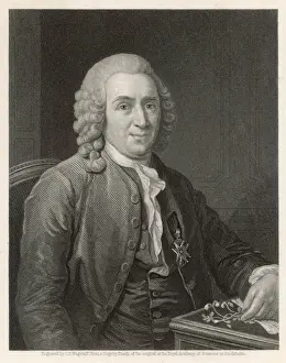 18th Century Prints Drucke: Linnaeus / Pasch