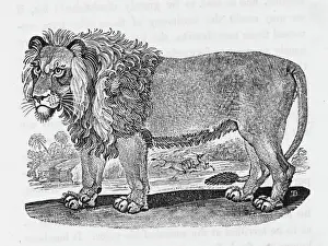 Drucke von Der Felis leo wird in Afrika und den heißesten Teilen Asiens nach Bewick hergestellt Asiatischer Löwe Drucke: Löwe (Bewick)
