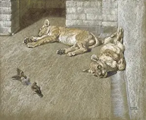 Raymond Sheppard Artwork Drucke: Lion cubs and sparrows