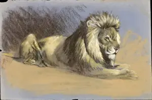 Raymond Sheppard Prints Drucke: A Lion - Pastel study
