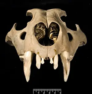 Great Britain Wildlife Drucke: Lion skull viewed from the front