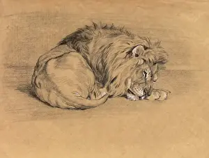 Löwe schläft.