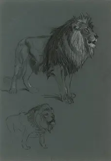 Raymond Sheppard Artwork Drucke: Lion Studies