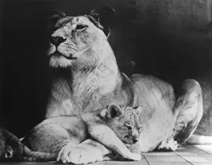 Lioness With Cub Drucke: Lioness & her Cub