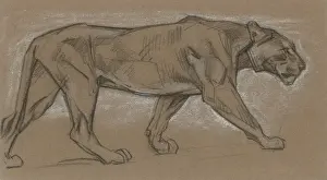 Lioness Walking Drucke: Lioness Pacing