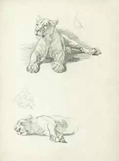Raymond Sheppard Artwork Drucke: Lioness Studies
