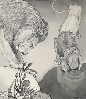 Raymond Sheppard Art Drucke: Lions drinking from a still pool