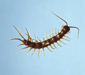 Drucke von Zentruonen sind braunrot gefärbt und flach geformt; sie handeln sich als langgestreckte Arthropoden aus Tausendfüßler Drucke: Zentruumpfeifer (Lithobius sp.)
