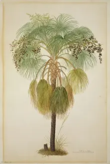 Botanisch Drucke: Sandpalme (Livistona humilis)