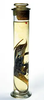 Natural History Museum Collection Drucke: Lizard specimen held in the Darwin Centre