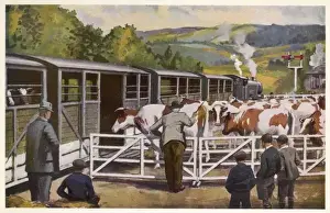 Agricultural Transportation Drucke: Loading Cattle