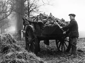 Britain Farming History Drucke: Loading Mangels