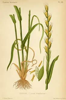19th Century Botanical Prints Drucke: Lolium Tenulentum