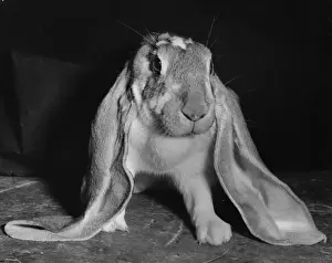 Unusual Animal Friends Drucke: Long-eared rabbit
