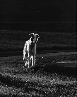 Historical Dogs Drucke: A long-haired greyhound