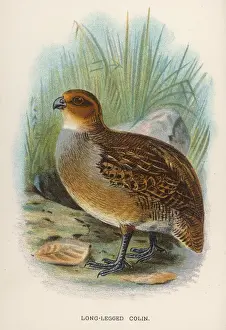 Wildlife Prints For Sale UK Drucke: Long-Legged Colin