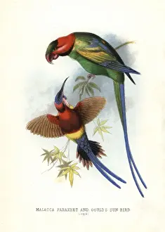 Chromolithograph Art Prints Drucke: Long-tailed parakeet, Psittacula longicauda