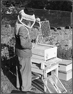 Suche nach der Königin Bienen