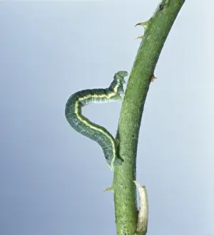 Geometer Moth Larva Drucke: Looper caterpillar