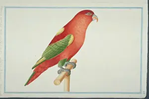Lorius garrulus flavopalliatus ist ein Gesangvogel der Lorisart. Er wird auch als scharfzungeniger Lorbeer Vogel bezeichnet und gehört zur Familie Psittacidae. Die Art kommt in den Tropen Südostasiens vor, wo sie sich auf Bäume beschränkt hat