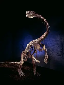 Plant Eating Dinosaurs Drucke: Lufengosaurus