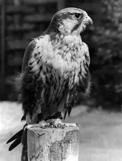Falcon Bird Of Prey Drucke: Lugger Falcon